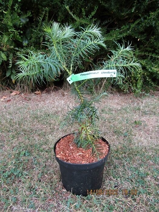 Cunninghamia lanceolata, china fir, 40-50cm