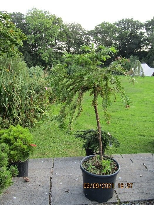 Cunninghamia lanceolata, china fir, 25L 125-135cm
