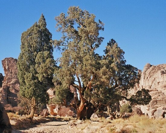 Cupressus dupreziana var. atlantica 5L 80-90cm