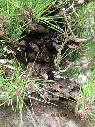 Pinus thunbergii corticosa, cork bark Japanese black pine 15L 85-90cm