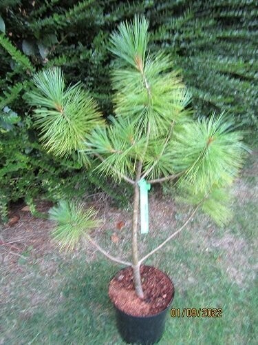 Pinus wallichiana, (not ~bhutanica) 5L 80-90cm