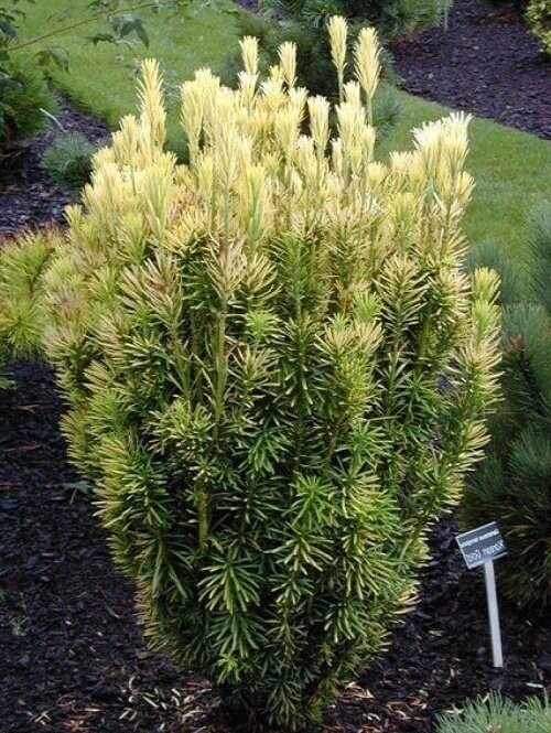 Cephalotaxus harringtonii Korean gold 45-55cm