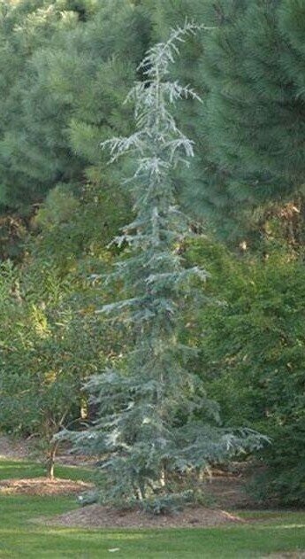 Cedrus deodara eisregen 220-230cm feathered whip