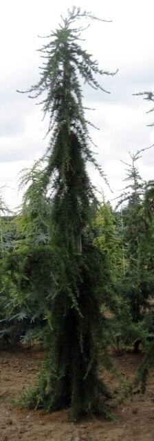 Cedrus deodara miles high 7.5L 119-130cm