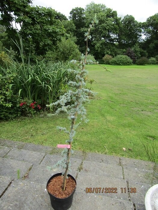 Cedrus libani La fontaine 7.5L 130-145cm(not ~blue fountain....thats a different type)