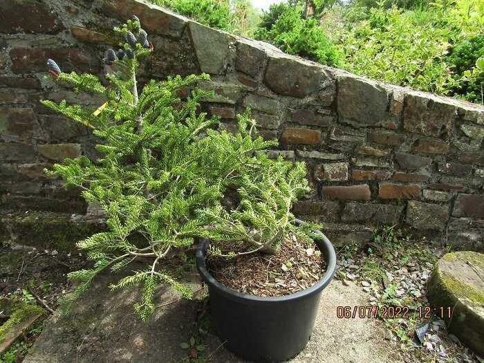 Abies amabilis spreading star 30L 65-75x90cm EXACT ITEM OFFER