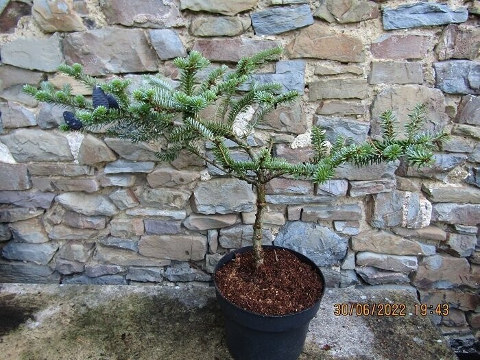 Abies koreana blue emperor 7.5L 45-55x70cm, with cones this yr. EXACT ITEM OFFER