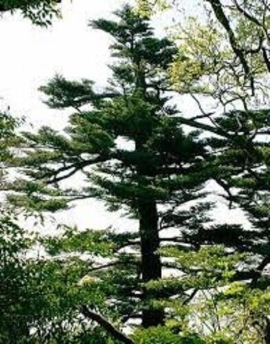 Abies firma, Japanese/Momi fir 30-40cm