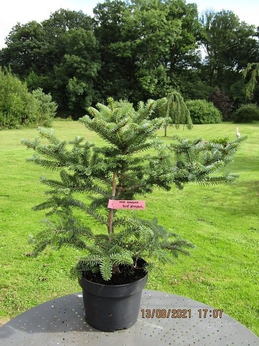 Abies koreana blue emperor 7.5L 50-60cm, with cones this yr.