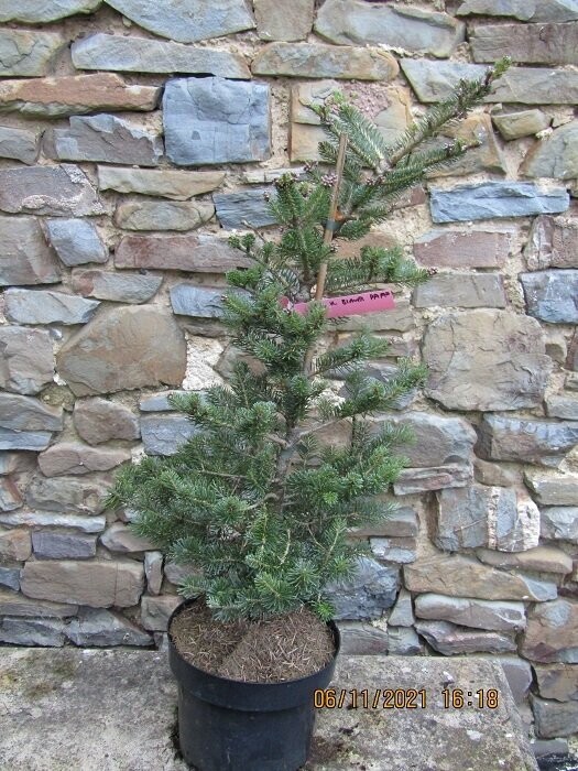 Abies koreana blauer piff 7.5L 75-85x50cm EXACT ITEM OFFER