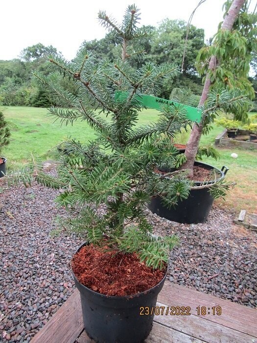 Abies koreana 50-60cm
