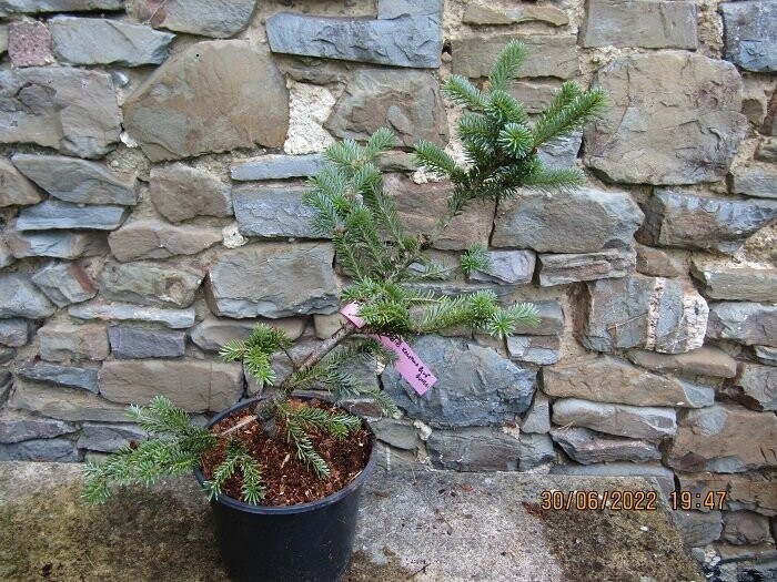 Abies koreana bonsai blue 60-70cm EXACT ITEM OFFER
