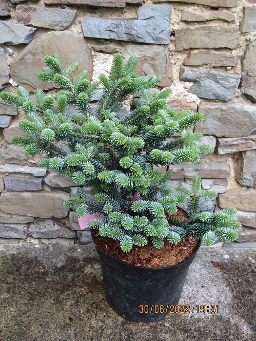 Abies koreana blue magic 35-45x40cm EXACT ITEM OFFER