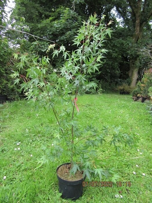 Acer palmatum arakawa, Rough bark Japanese maple 5L 110-120x@90cm
