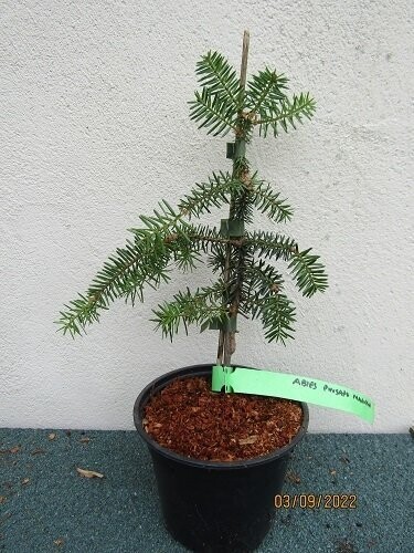 Abies pinsapo var' marocana 25-35cm