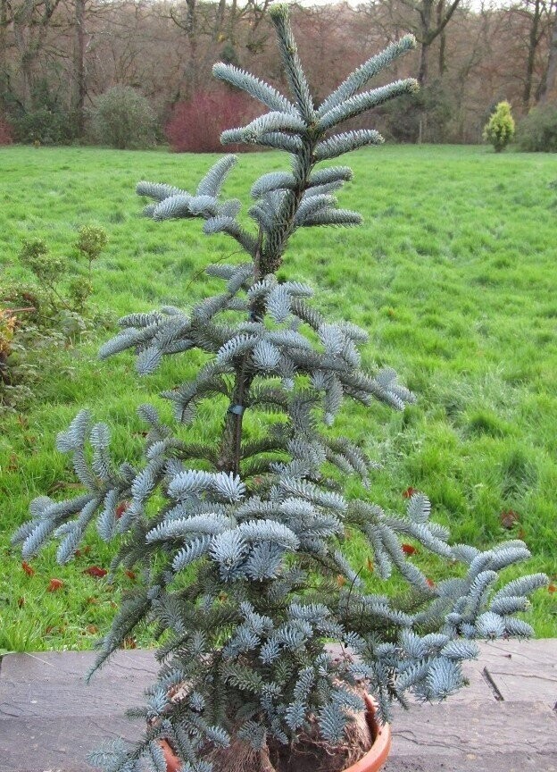 Abies procera glauca prostrata 120-130cm EXACT ITEM OFFER, 20yrs plus