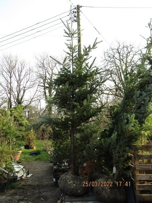 Abies veitchii 75L 350-400cm 3"-4" stem