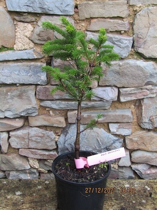Abies sachalinensis, sakhalin/Hokkaido fir 50-60cm EXACT ITEM OFFER