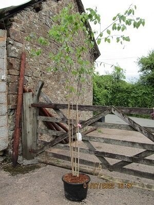 Betula utilis snow queen multistem 25L 280-300x180cm
