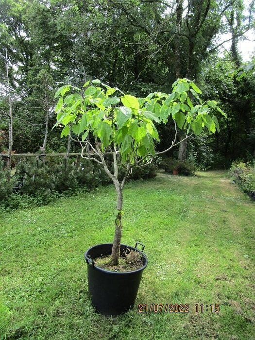 Catalpa speciosa 12-14g std(1.5-1.8" diam. stem).Special order only, please email the office