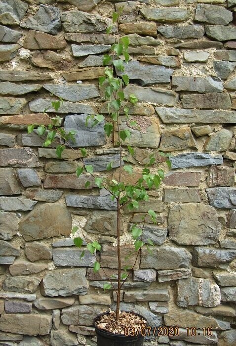 Betula papyrifera, paperbark birch 5L 140-150cm