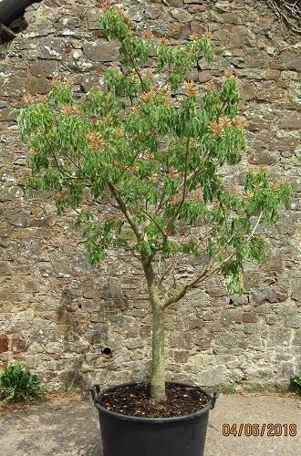 Aesculus x mutabilis inducta 160L 260-280x220 iro 35yrs 3" stem