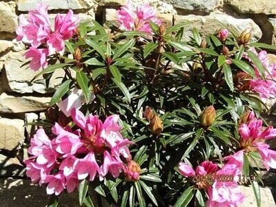 Rhododendron