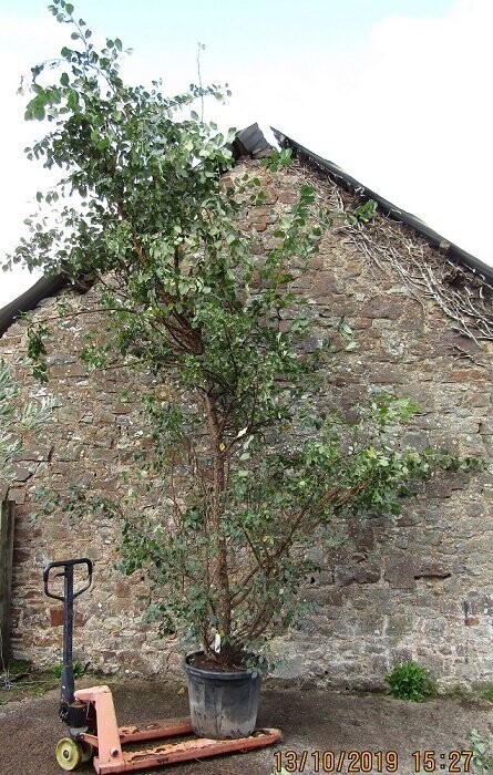 Ulmus minor var. suberosa DED resistant 5L 110-120cm