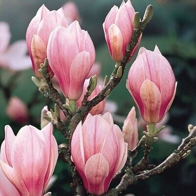 Magnolia