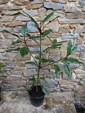 Magnolia kay parris 90-100cm. Please call the office