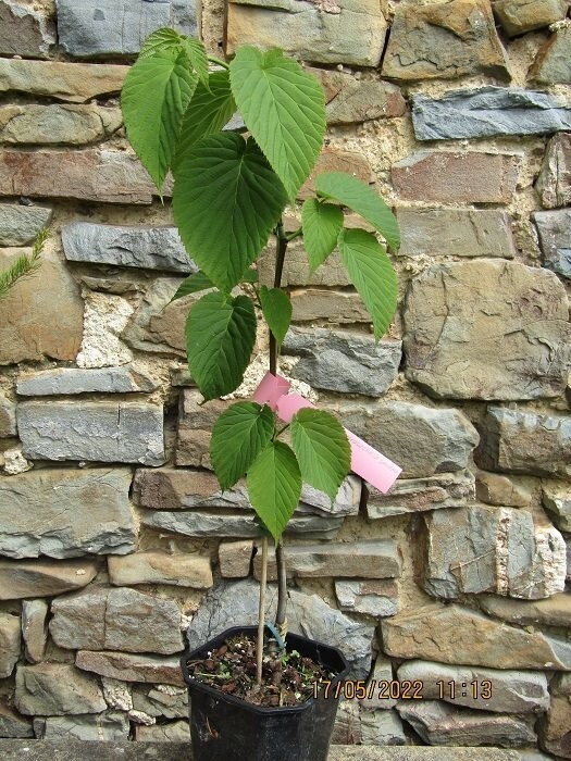 Davidia involucrata sonama, early flowering pocket handkerchief tree, 75-85cm. Special order only, please email the office