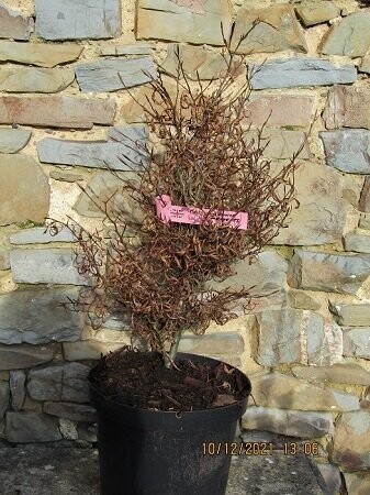 Fagus sylvatica mercedes, cut-leaf beech 5L 50-60cm please email the office