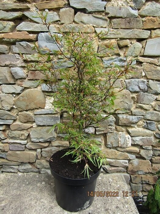 Fagus sylvatica mercedes, cut-leaf beech 7.5L 60-80cm please email the office