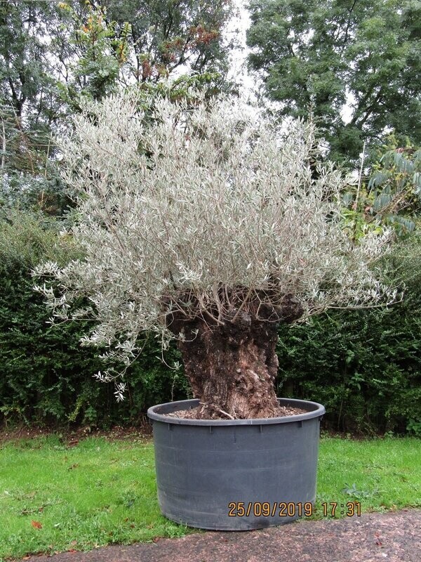 Olea europa, European olive, ancient stump iro 250yrs no. 10 800L 240x240cm
