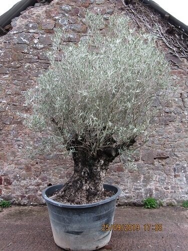 Olea europa, European olive, ancient stump iro 250yrs no. 11 500L 240x240cm