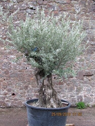 Olea europa, European olive, ancient stump iro 250yrs no. 12 500L 240x240cm