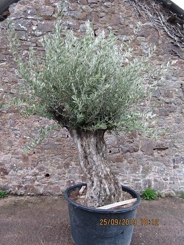 Olea europa, European olive, ancient stump iro 250yrs no. 13 500L 240x240cm