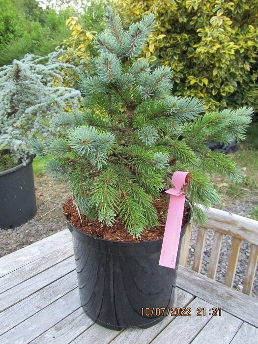 Picea engelmanni Lobo 7.5L 40-50cm, EXACT ITEM OFFER