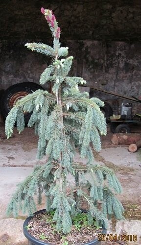 Picea engelmannii  subsp. mexicana pervana 30L 170-180x100+cm