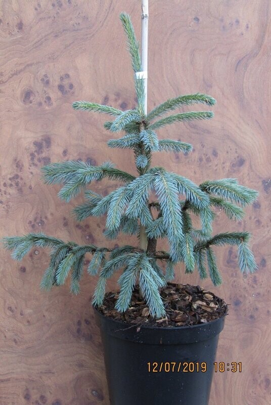 Picea engelmannii  subsp. mexicana pervana 5L 70-80cm