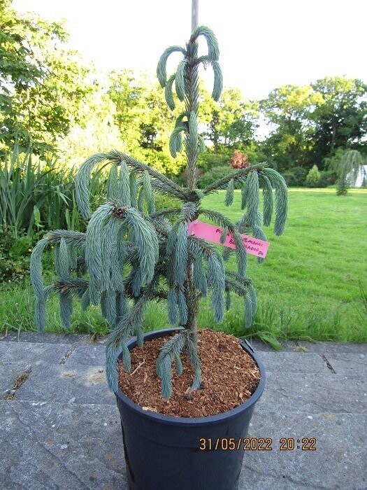 Picea engelmannii blue magoo, 20L 95-105 x75cm