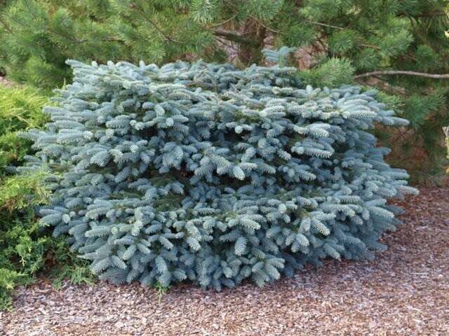 Picea engelmannii Tomschke