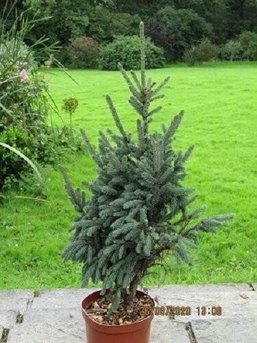Picea likiangensis var.rubescens syn.~balfouriana  3L 90-100cm EXACT ITEM OFFER