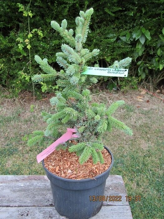 Picea likiangensis var.rubescens syn.~balfouriana  3L 40-50cm EXACT ITEM OFFER