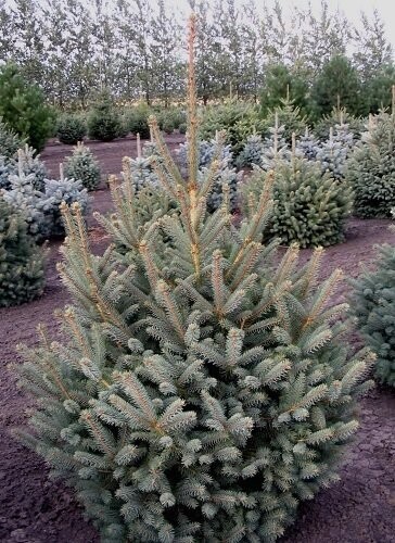 Picea meyeri, Meyer's spruce, 25-5cm