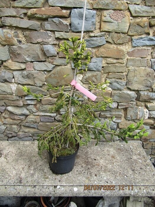 Picea orientalis aureospicata 55-65x50cm