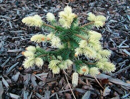 Picea pungens bialobok 70-80cm top graft