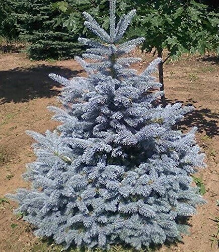 Picea pungens fat albert 70-80cm