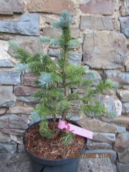 Picea pungens AZ kaibab 5L 45-55cm EXACT ITEM OFFER