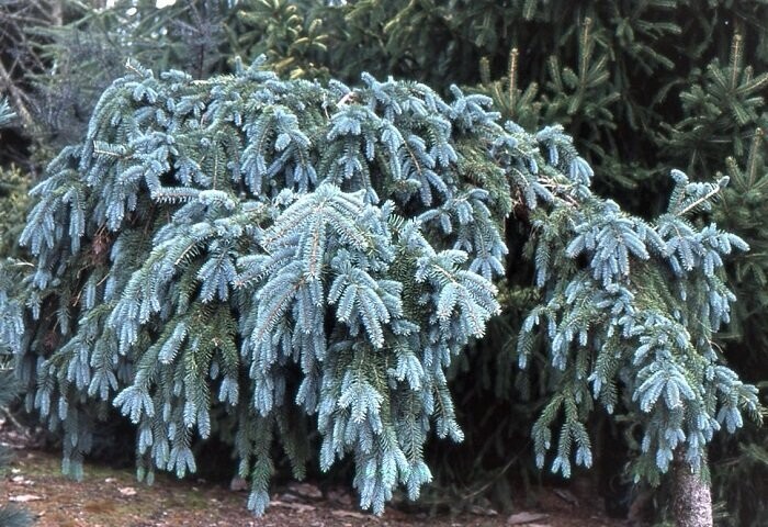 Picea pungens the blues 20-25cm